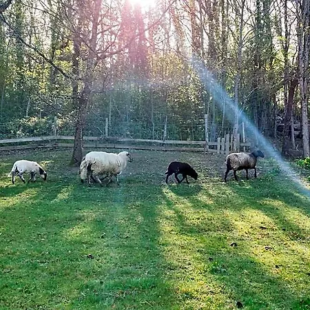 Bed & Breakfast Des Vignes Et Des Songes Saint-André-et-Appelles